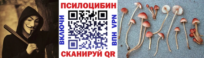 Псилоцибиновые грибы MAGIC MUSHROOMS  где купить наркоту  Кандалакша 
